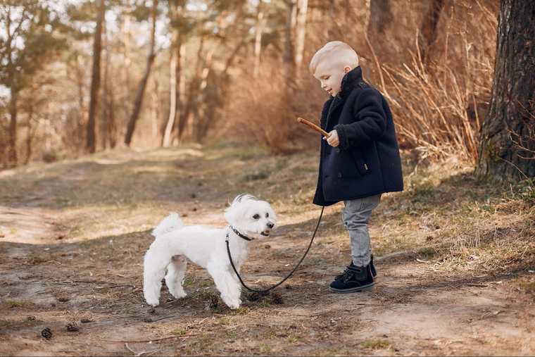 how often should you walk your dog