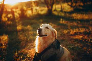 protect dogs feet from hot pavement