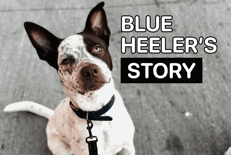 how to train a blue heeler not to bite