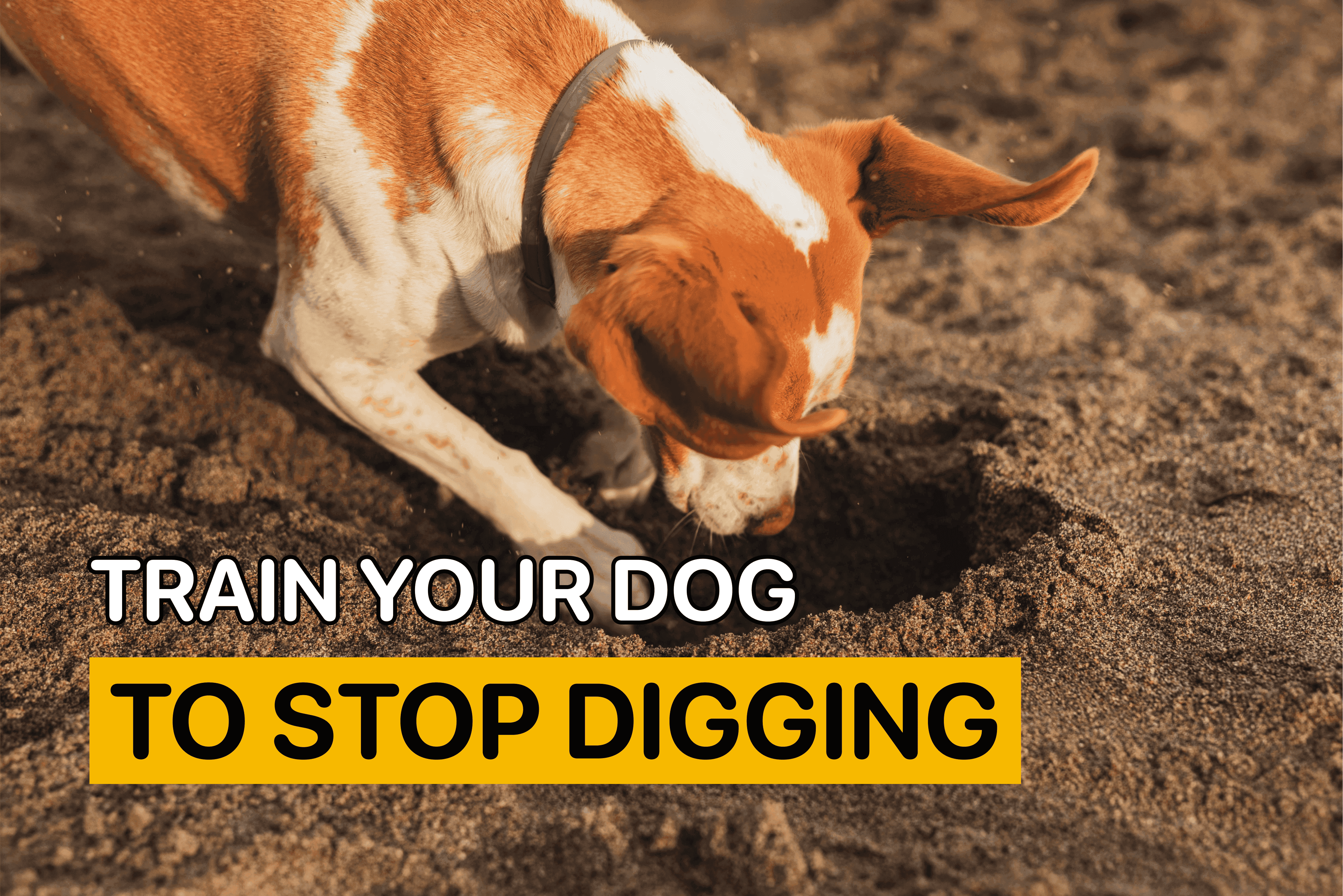 Train Your Dog to Stop Digging