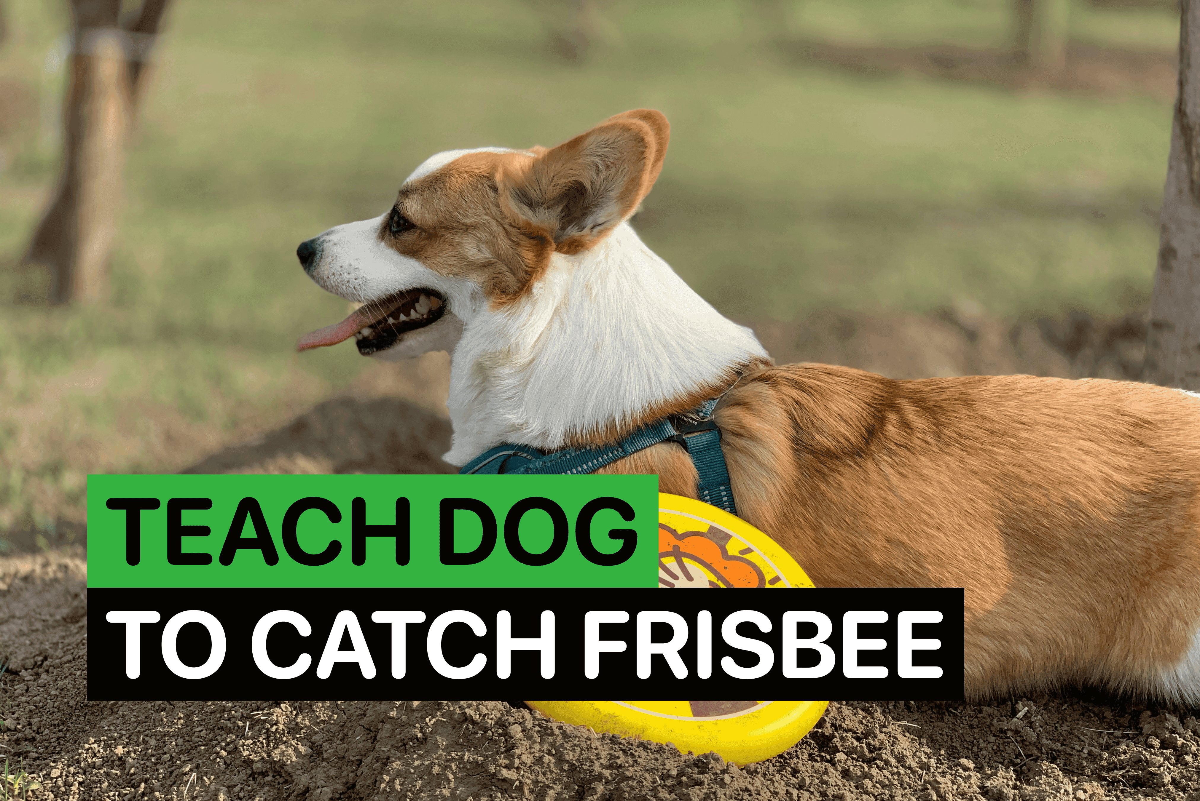 how to teach a dog to catch a frisbee