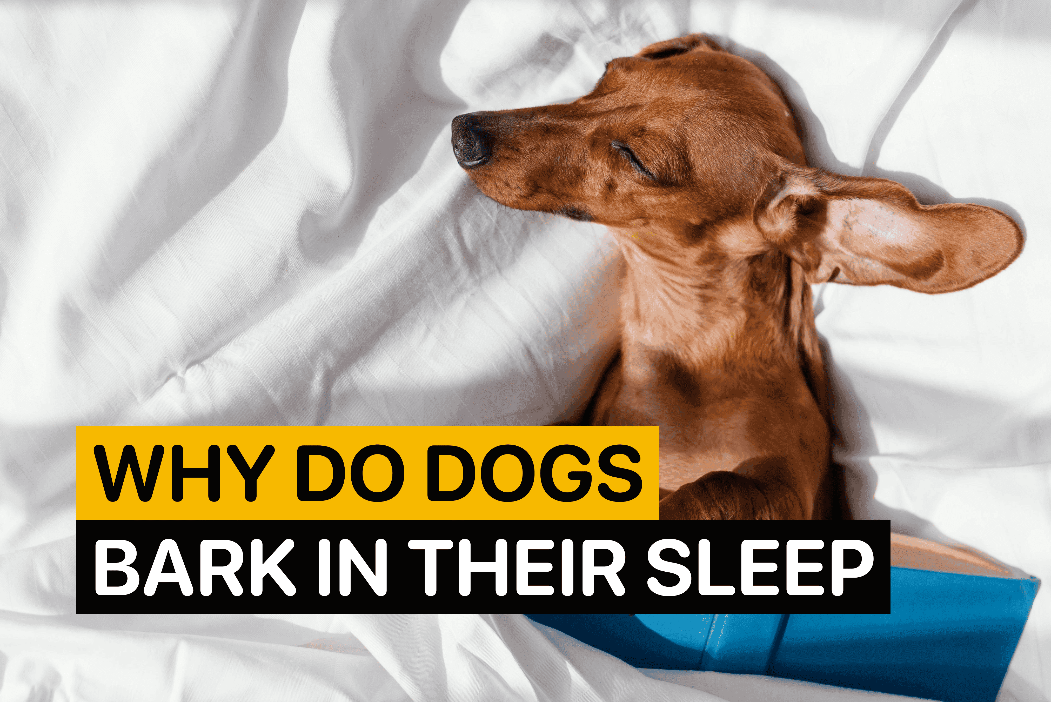 Why Do Dogs Bark in Their Sleep