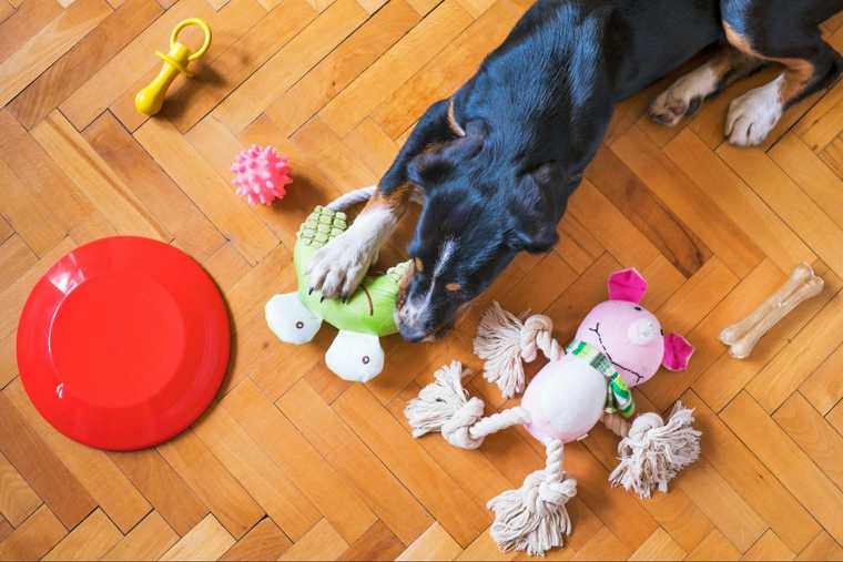 how to teach dog to clean up toys