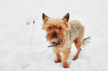 symptoms of hypothermia in dogs