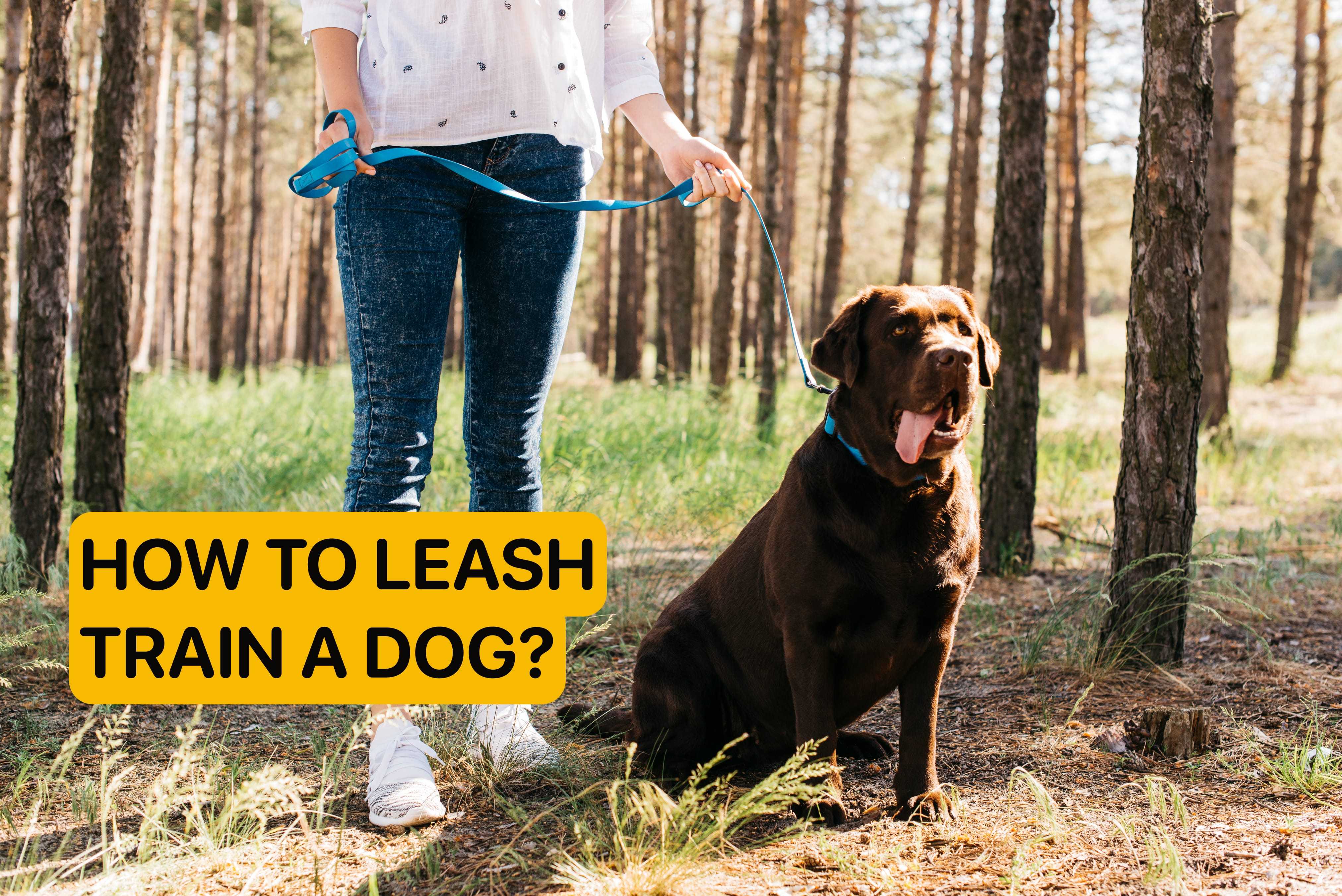 how to leash train a dog