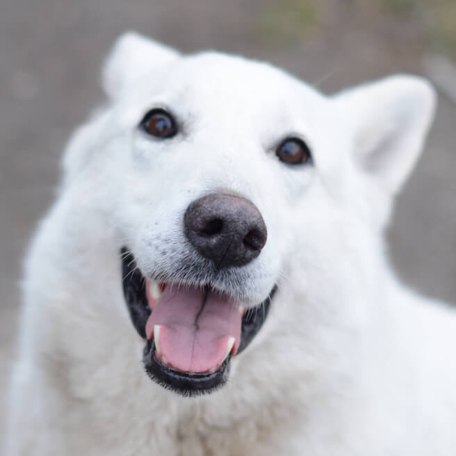 well behaved dog